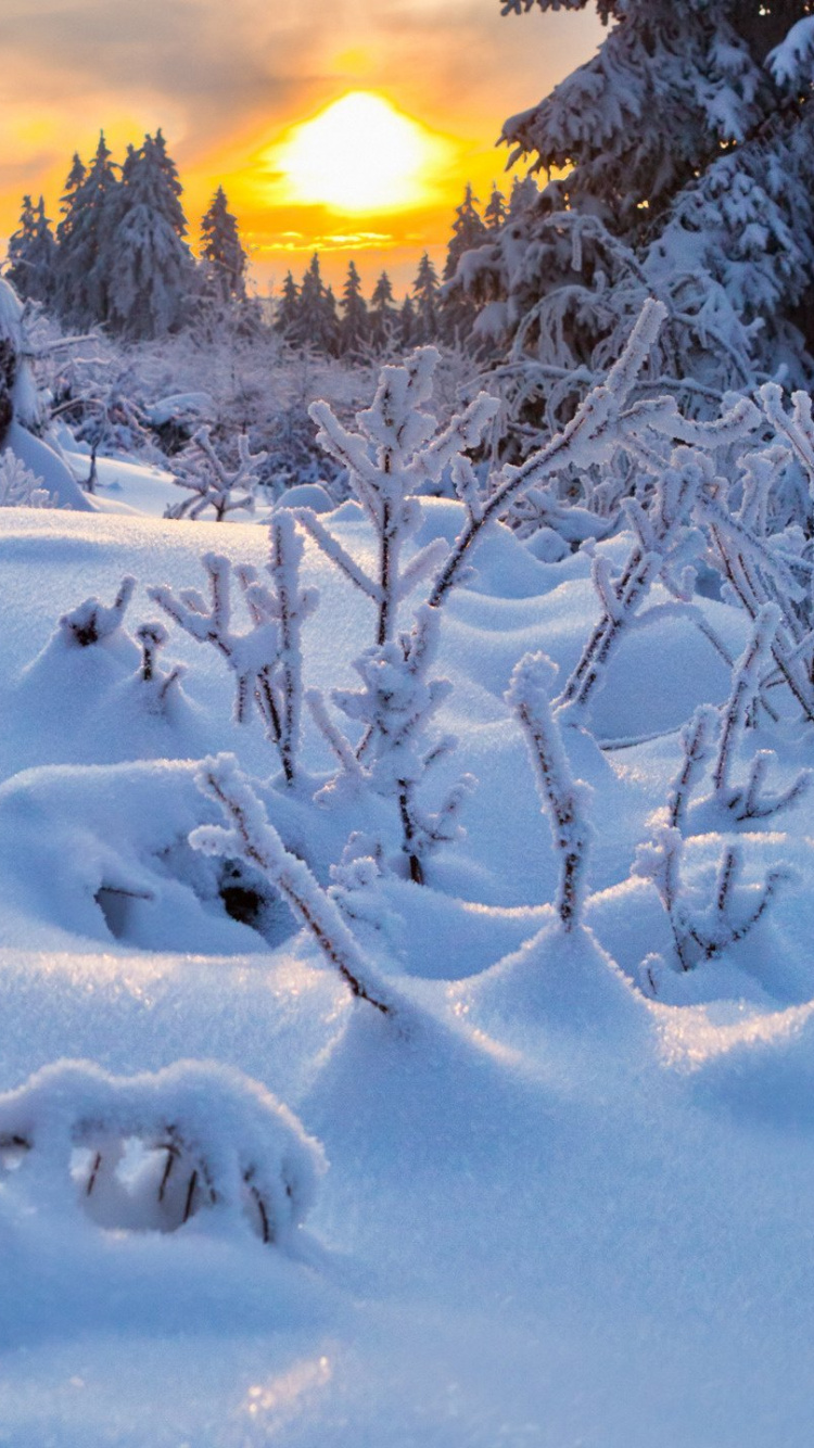 Обои снег, зима, мороз, замораживание, дерево в разрешении 750x1334