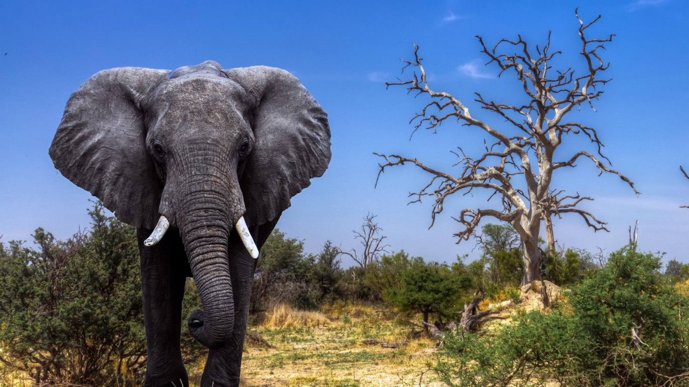 Обои Дельта окаванго, Слон, живая природа, слоны и мамонты, наземные животные в разрешении 1366x768