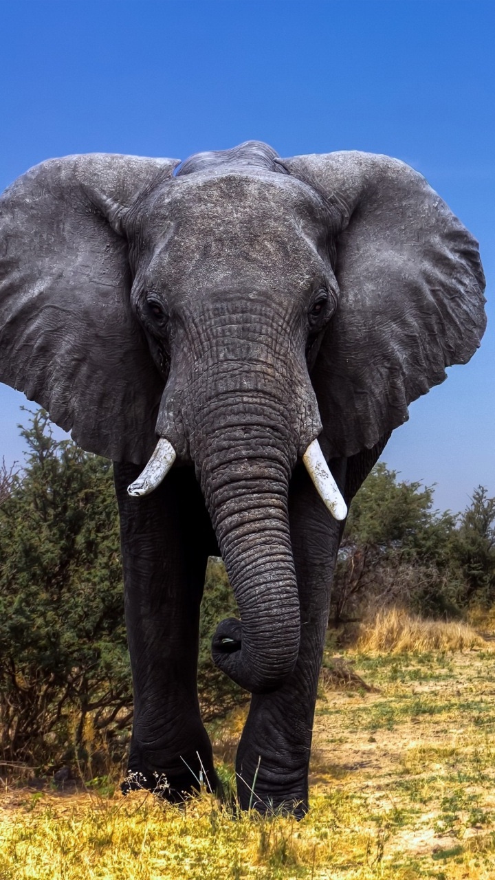 Обои Дельта окаванго, Слон, живая природа, слоны и мамонты, наземные животные в разрешении 720x1280