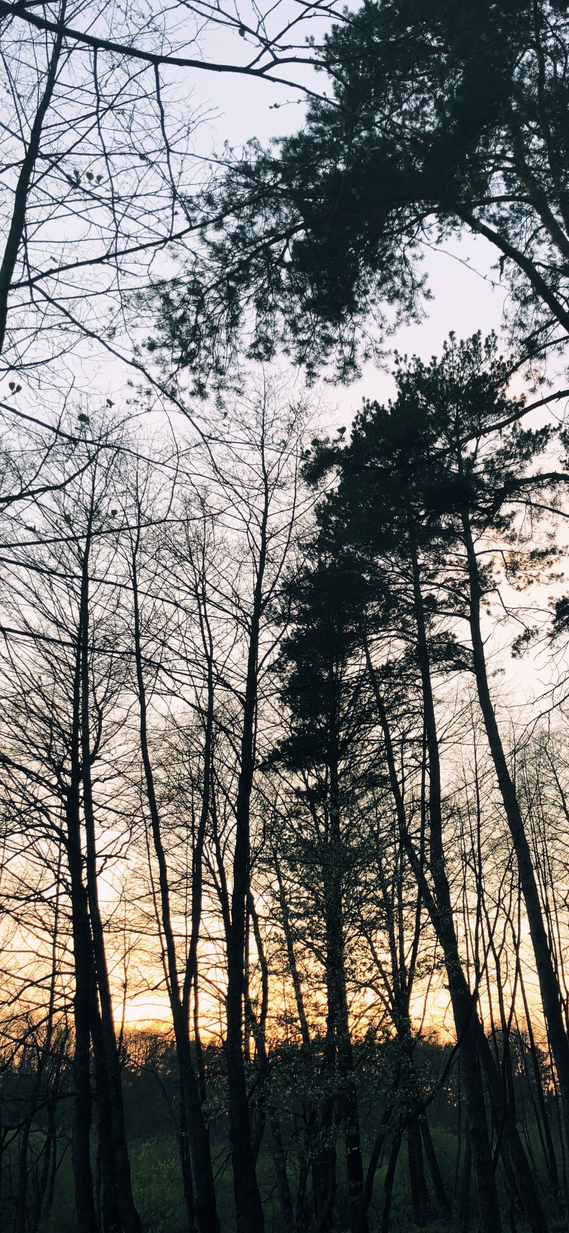 Обои природа, ветвь, окружающая среда, природный ландшафт, прут в разрешении 1125x2436