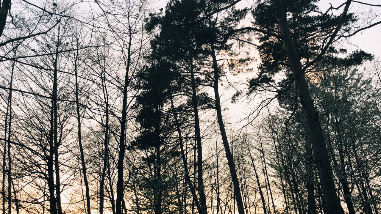 Обои природа, ветвь, окружающая среда, природный ландшафт, прут в разрешении 1280x720