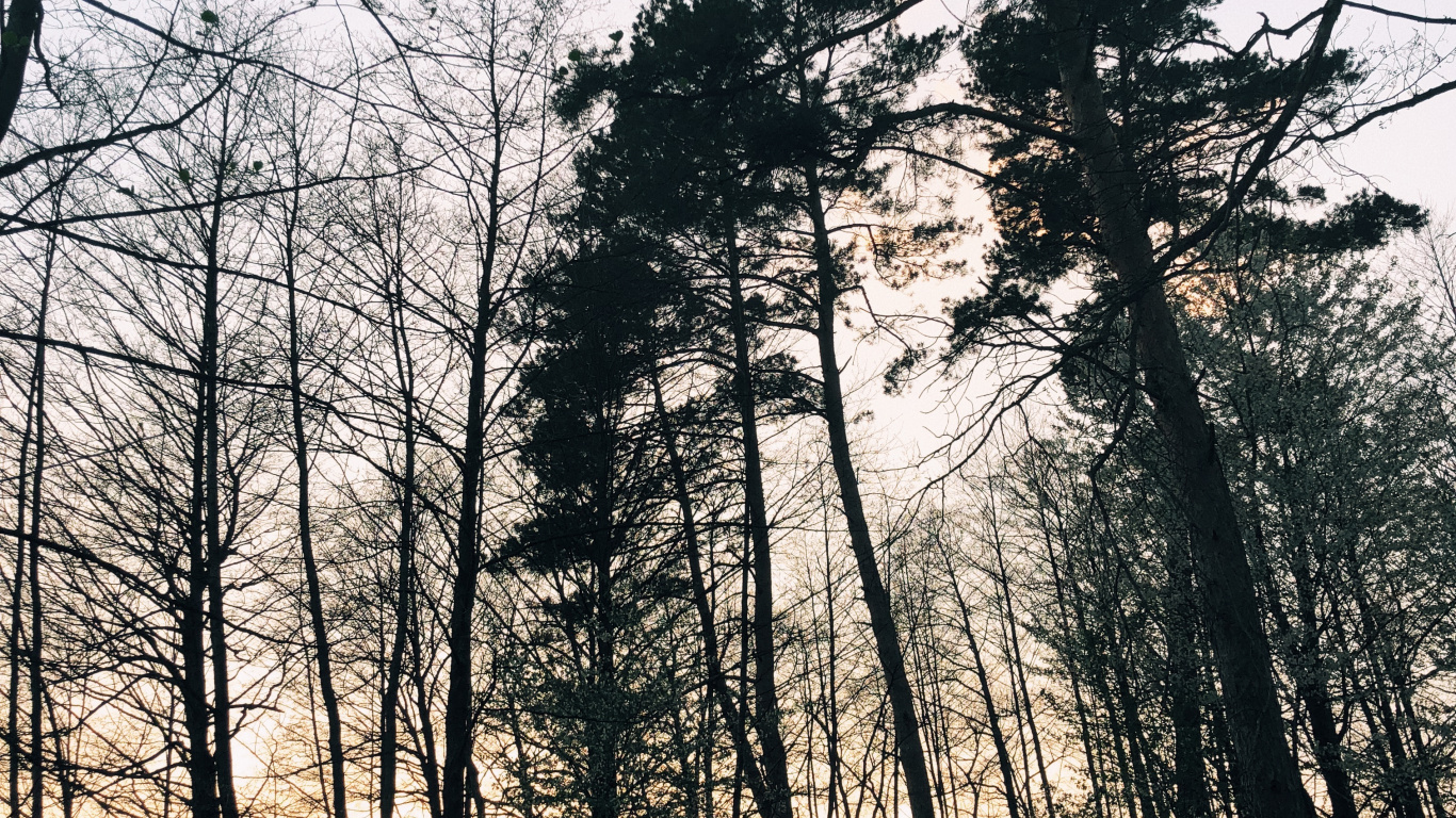 Обои природа, ветвь, окружающая среда, природный ландшафт, прут в разрешении 1366x768