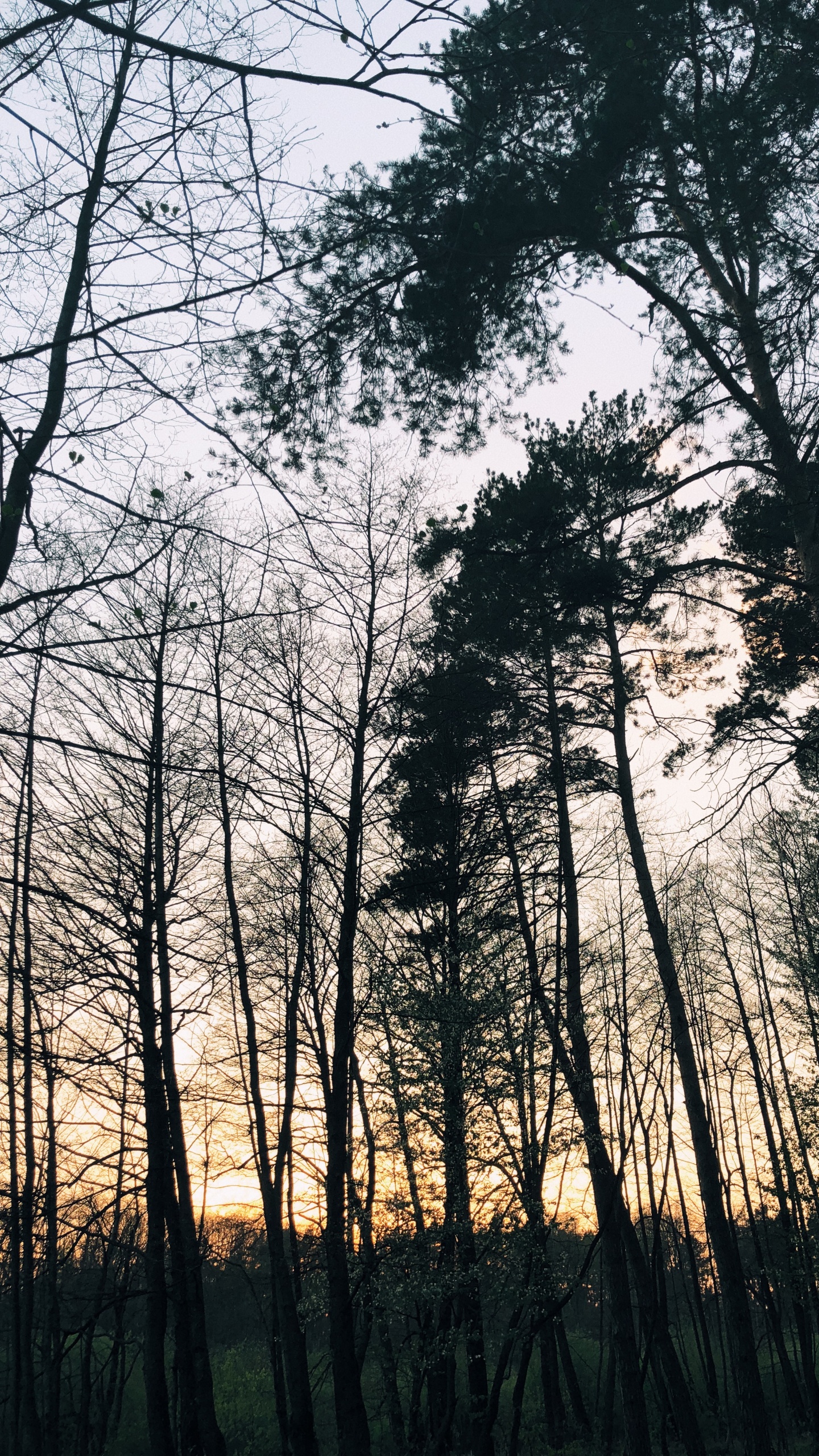 Обои природа, ветвь, окружающая среда, природный ландшафт, прут в разрешении 1440x2560