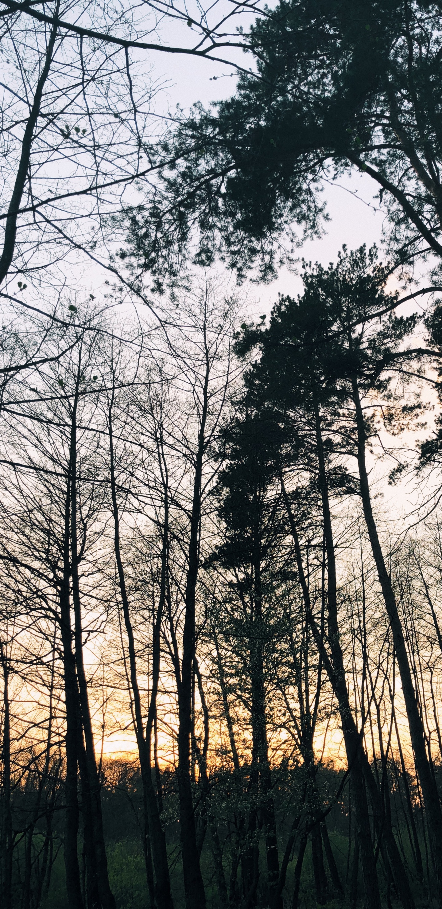 Обои природа, ветвь, окружающая среда, природный ландшафт, прут в разрешении 1440x2960