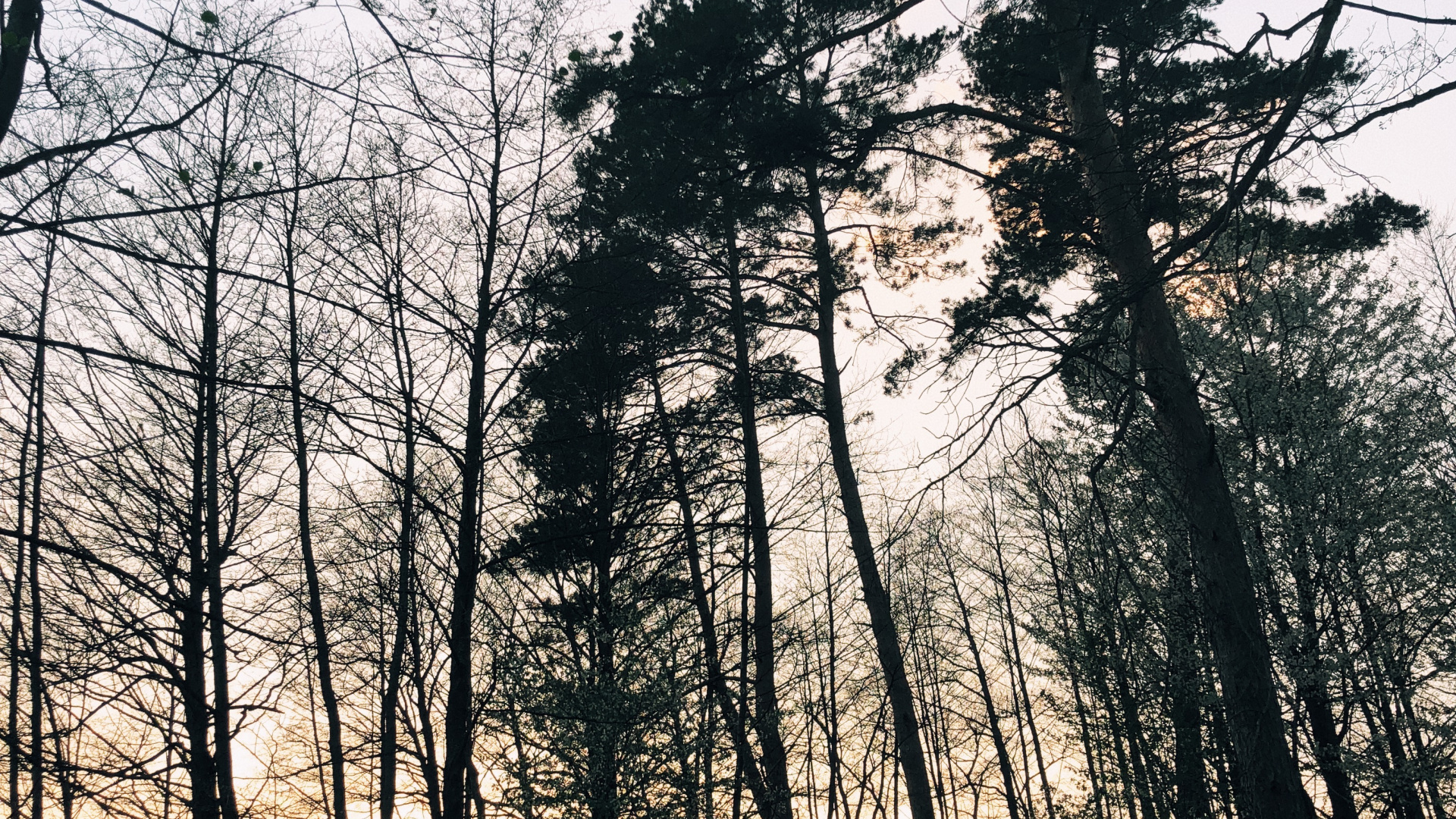 Обои природа, ветвь, окружающая среда, природный ландшафт, прут в разрешении 1920x1080