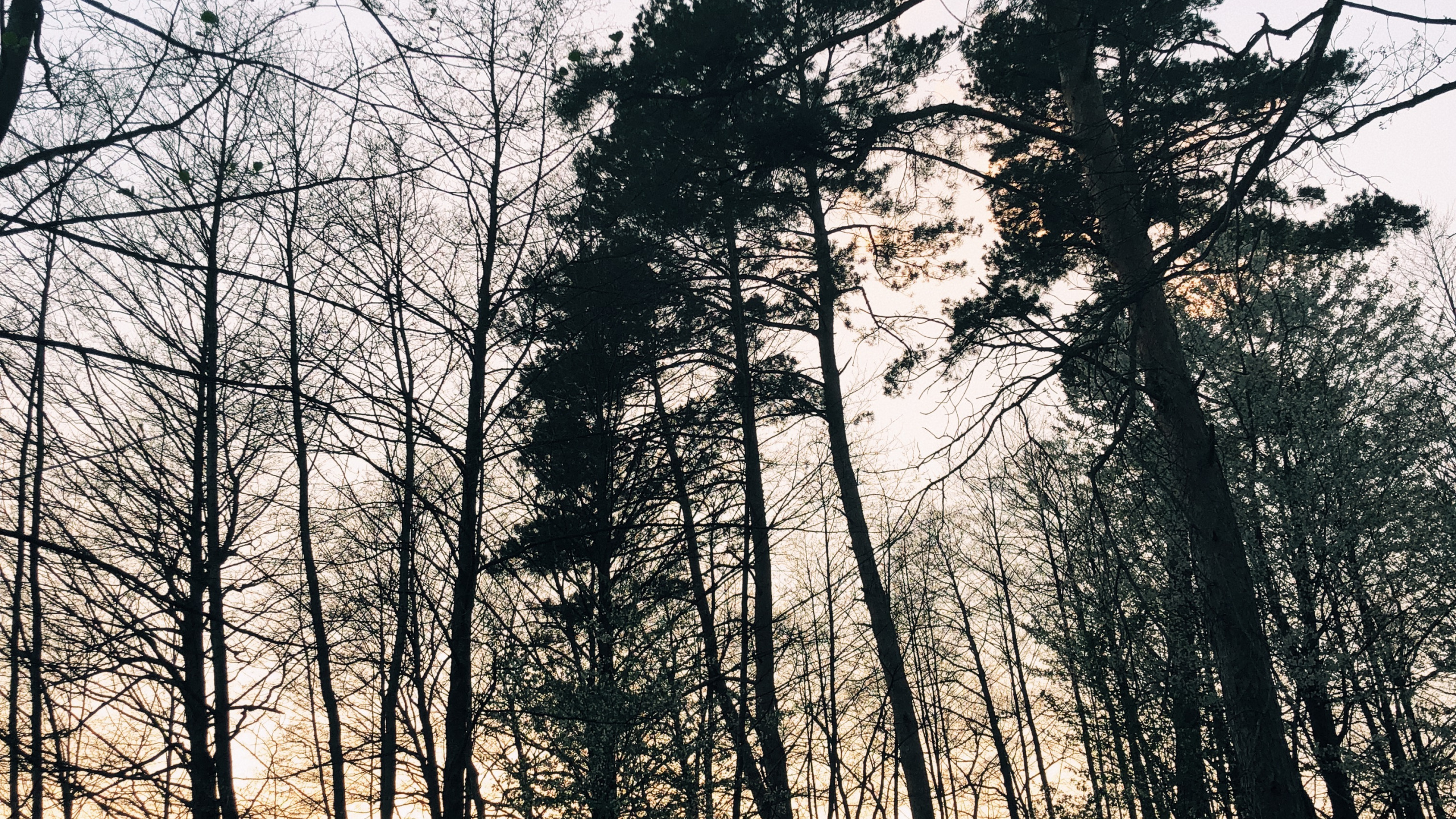 Обои природа, ветвь, окружающая среда, природный ландшафт, прут в разрешении 2560x1440