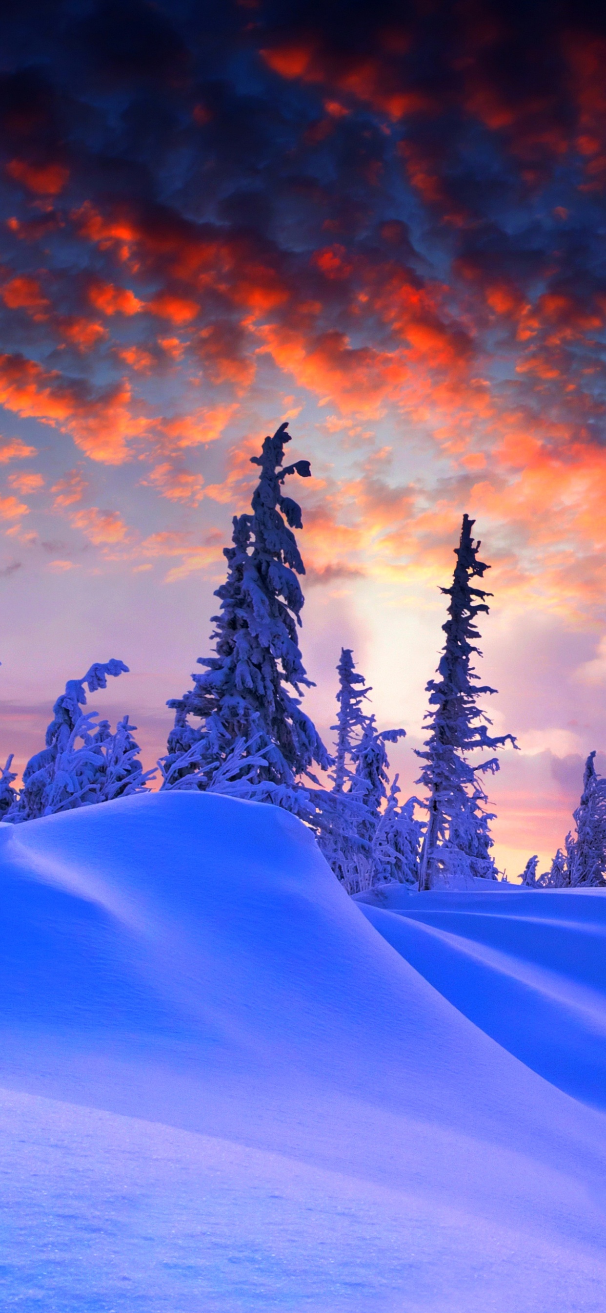 Обои снег, природа, зима, дерево, замораживание в разрешении 1242x2688