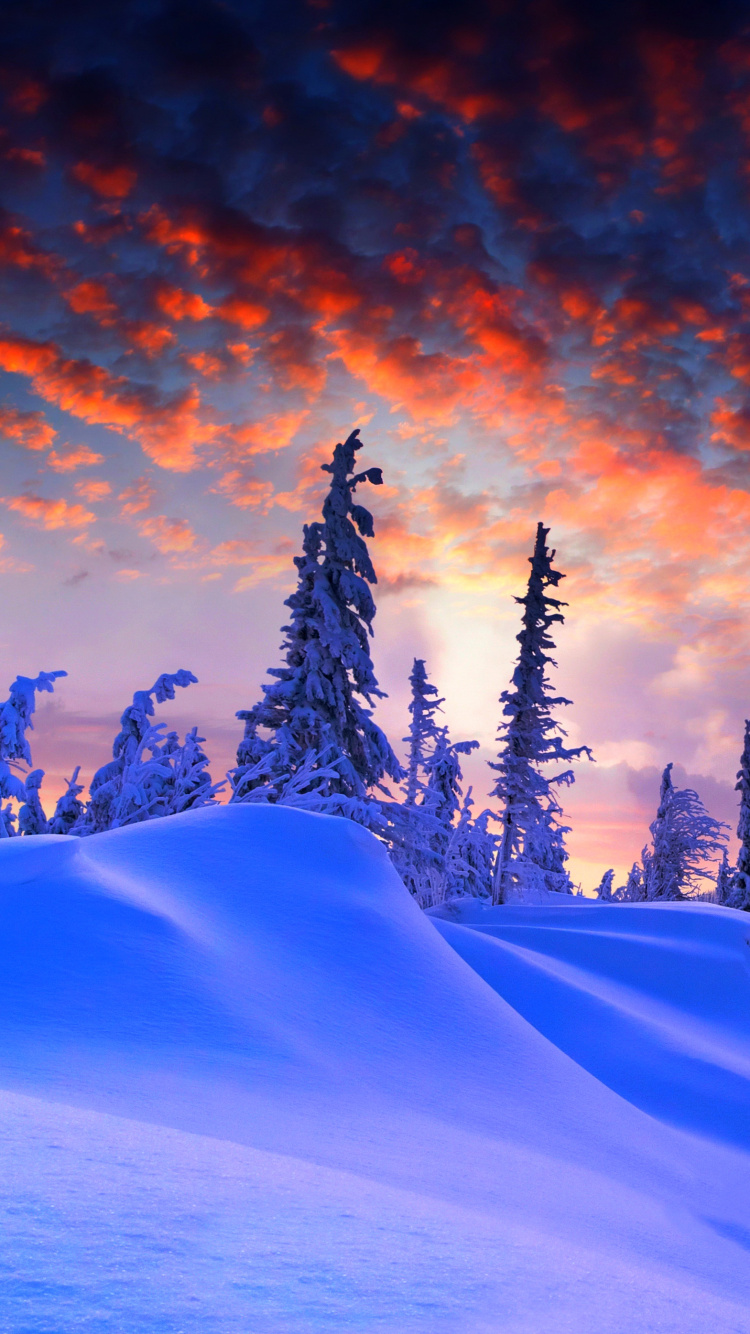 Обои снег, природа, зима, дерево, замораживание в разрешении 750x1334