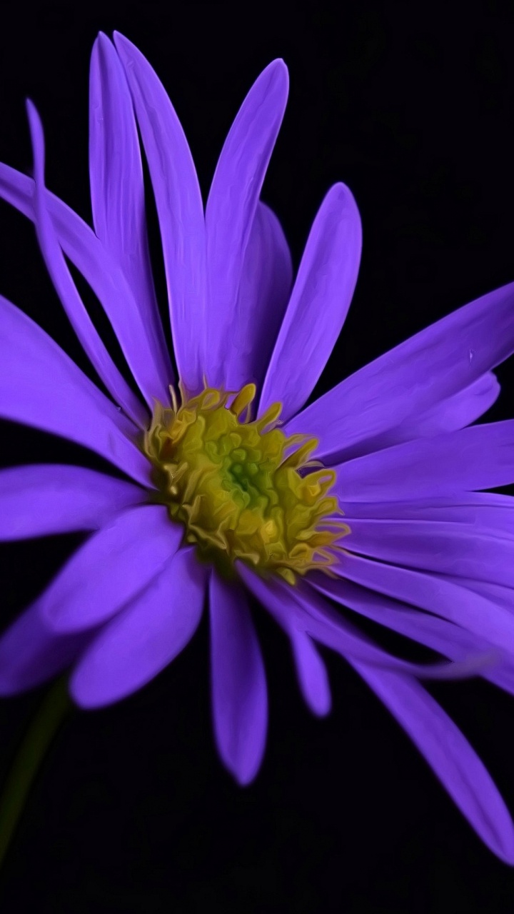 Обои цветок, пурпур, цветковое растение, лепесток, Фиолетовый в разрешении 720x1280