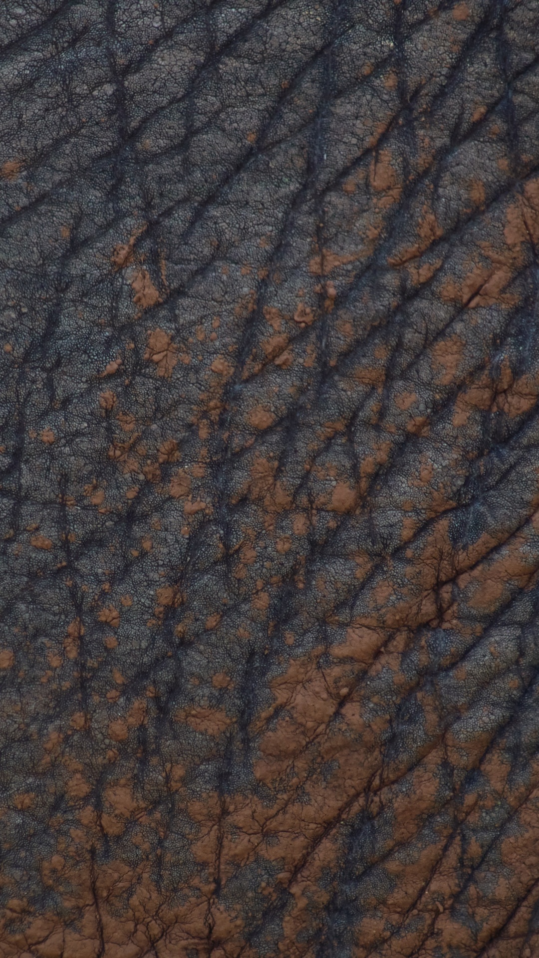 Обои коричневый цвет, древесина, дерево, узор, морилка в разрешении 1080x1920