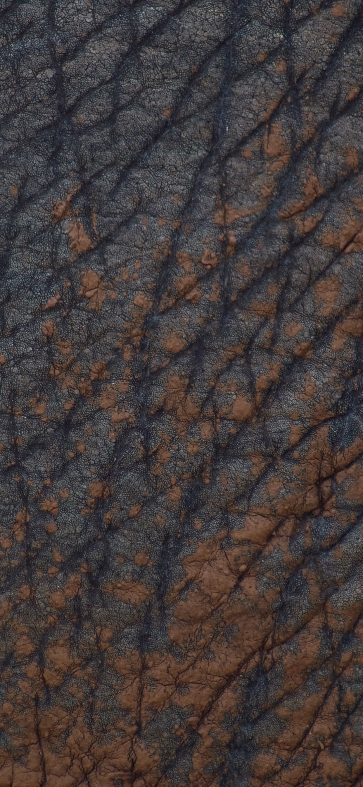 Обои коричневый цвет, древесина, дерево, узор, морилка в разрешении 1242x2688