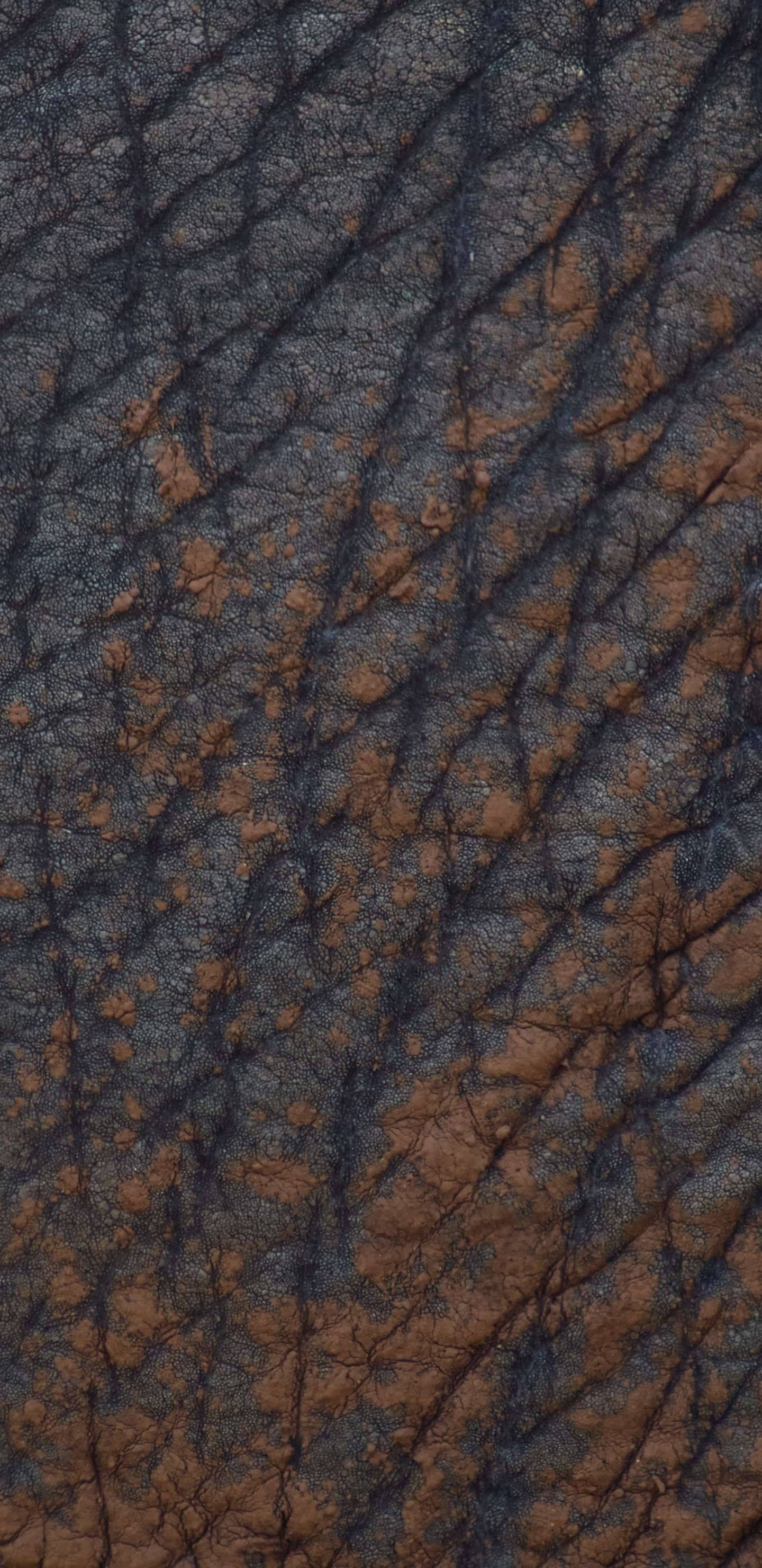Обои коричневый цвет, древесина, дерево, узор, морилка в разрешении 1440x2960