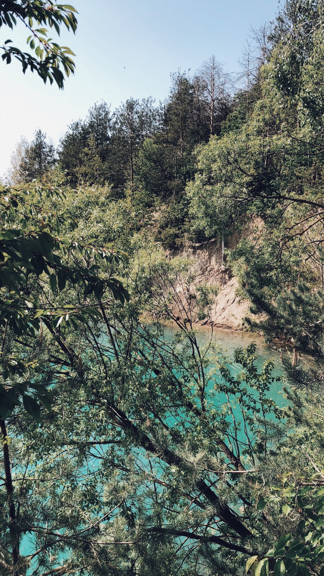 Обои растительность, природа, ветвь, растительное сообщество, дерево в разрешении 1080x1920