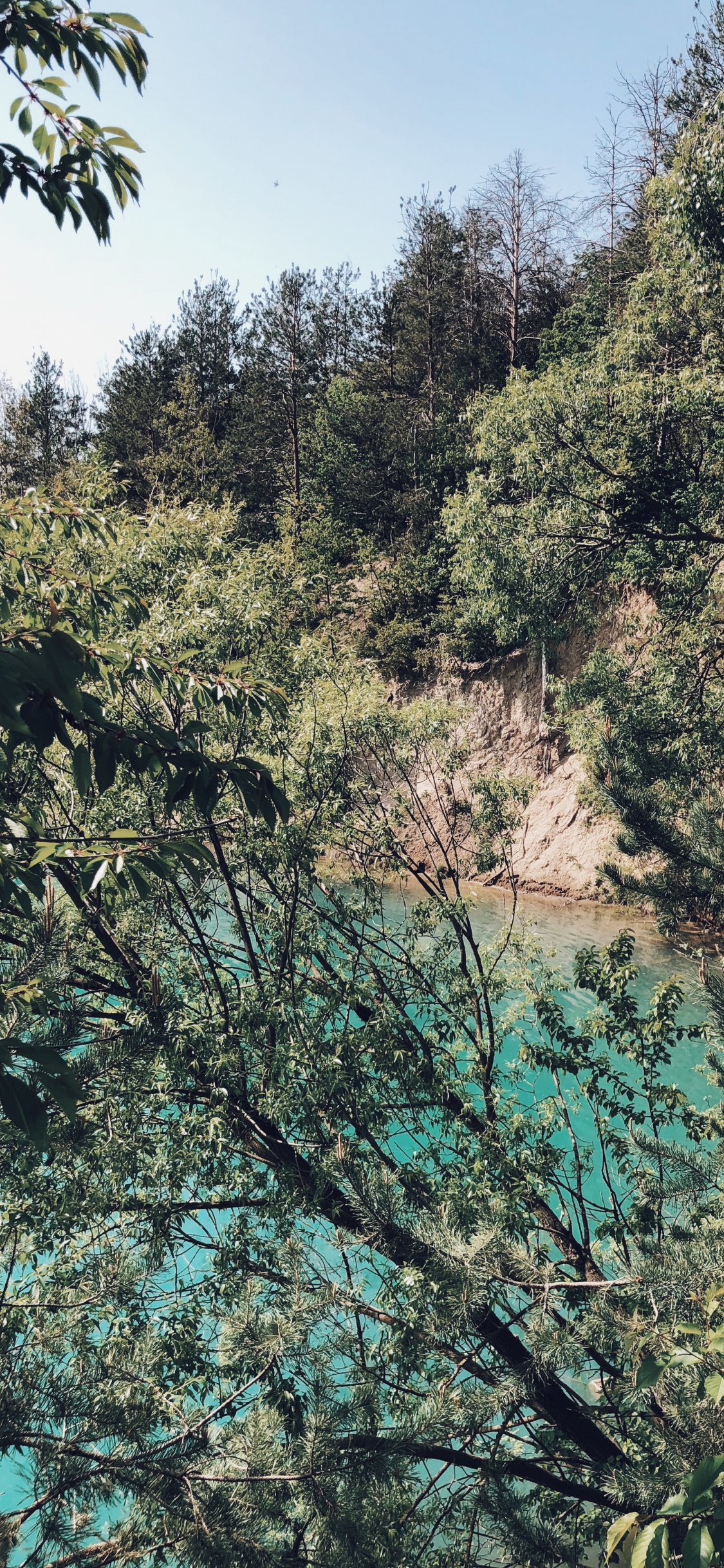 Обои растительность, природа, ветвь, растительное сообщество, дерево в разрешении 1125x2436