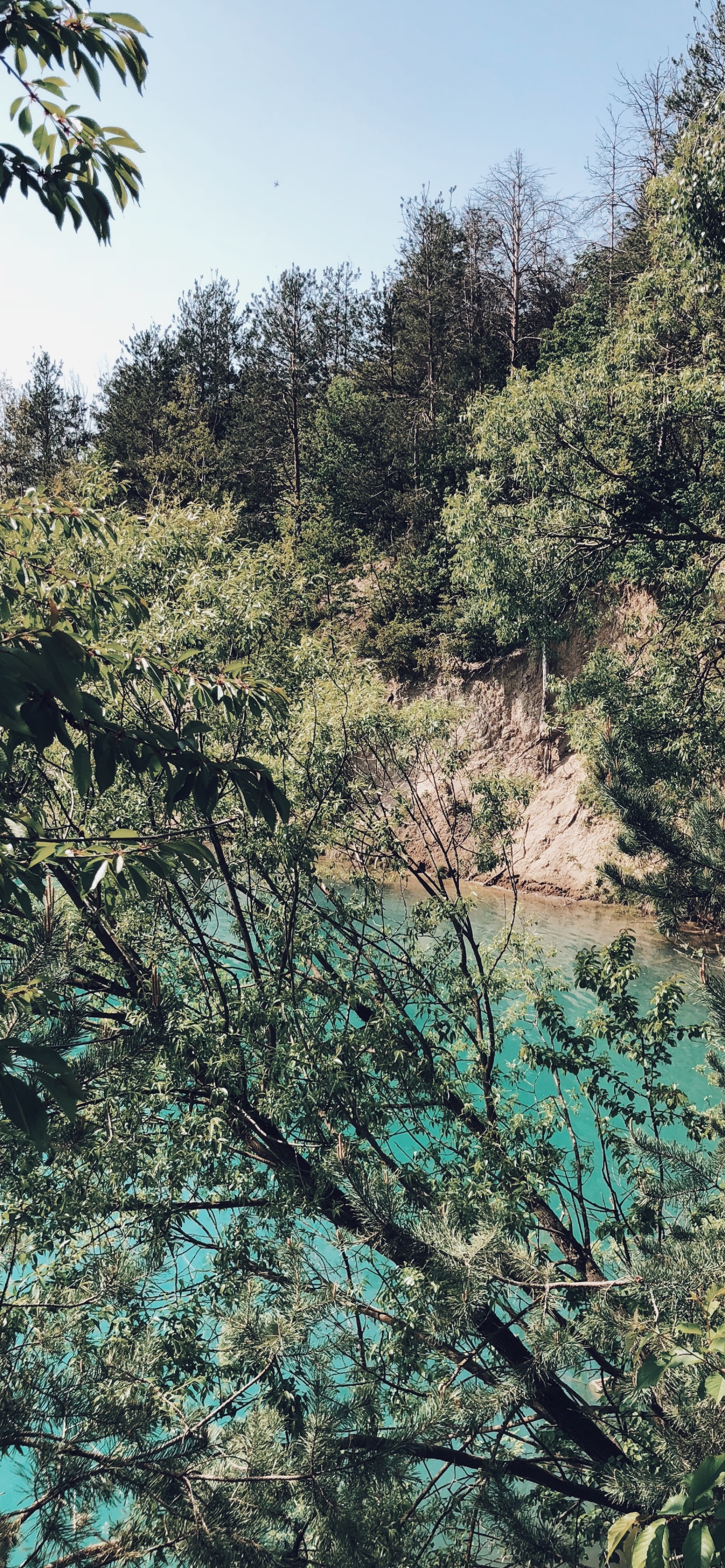 Обои растительность, природа, ветвь, растительное сообщество, дерево в разрешении 1242x2688