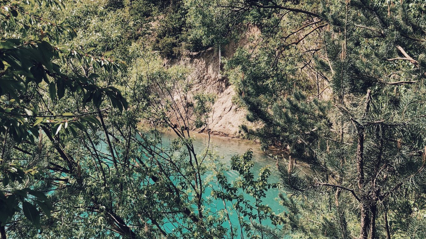 Обои растительность, природа, ветвь, растительное сообщество, дерево в разрешении 1366x768