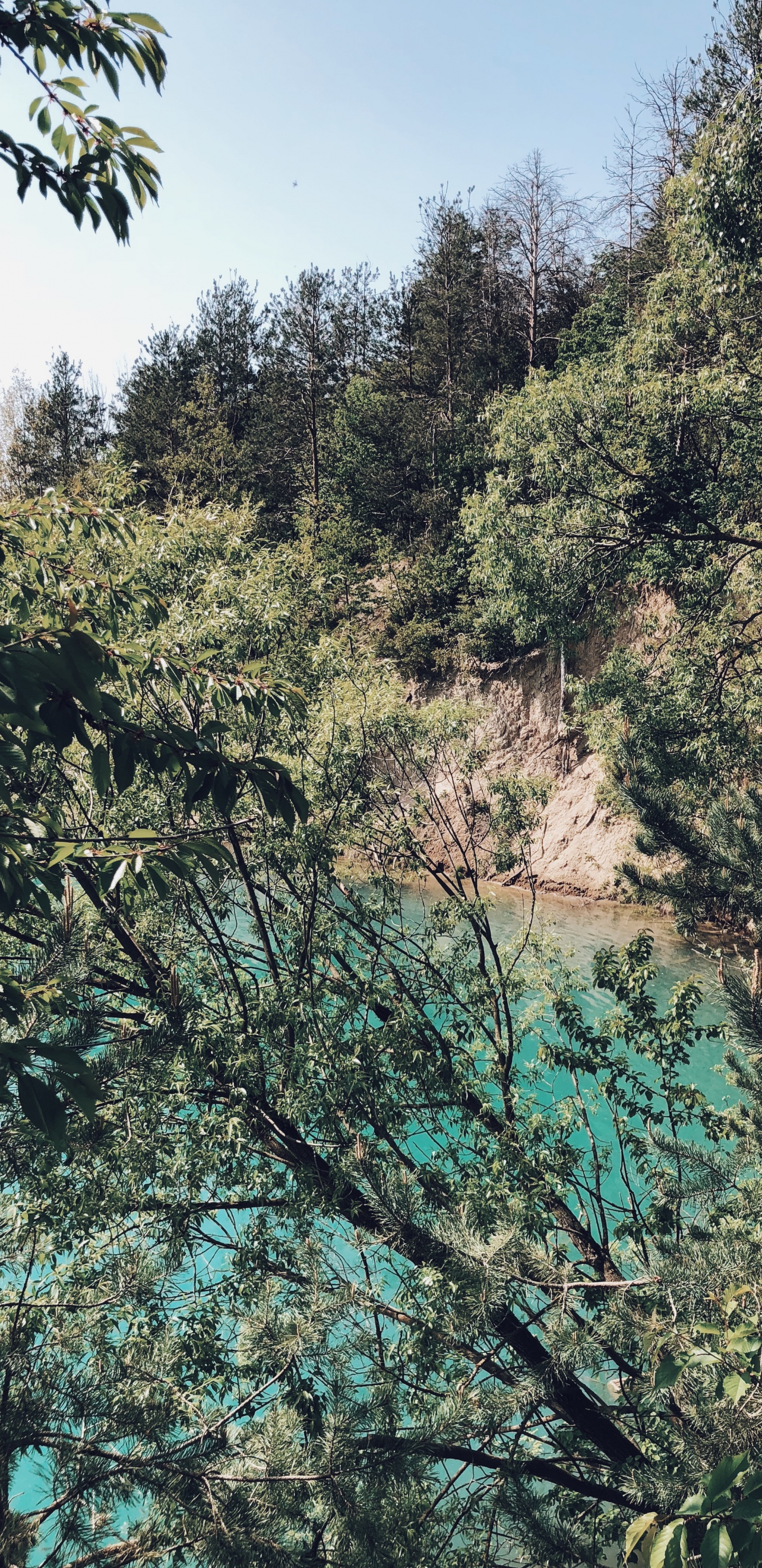 Обои растительность, природа, ветвь, растительное сообщество, дерево в разрешении 1440x2960