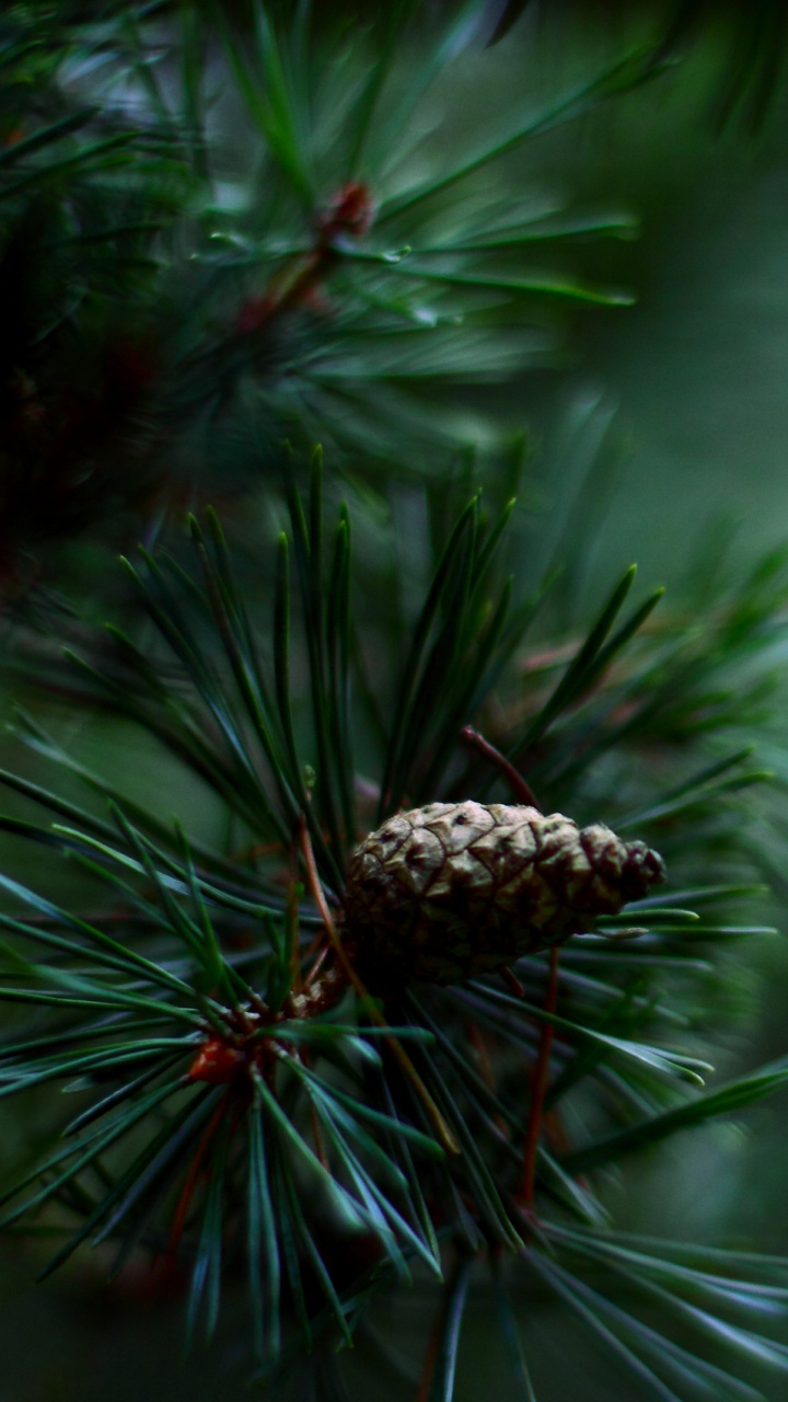 Обои дерево, хвойное дерево, вечнозеленое растение, сосна, семейства сосновых в разрешении 720x1280