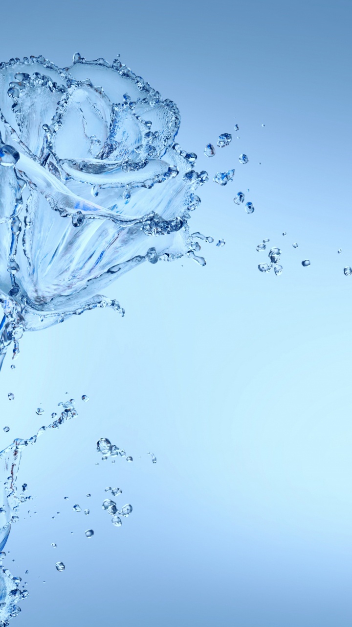 Обои цветок, вода, жидкий, растение, ветвь в разрешении 720x1280