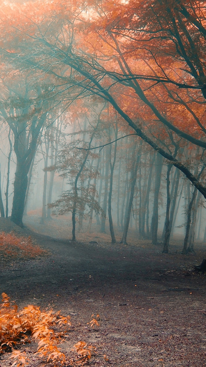 Обои атмосфера, экосистема, туман, дерево, листопадные в разрешении 720x1280