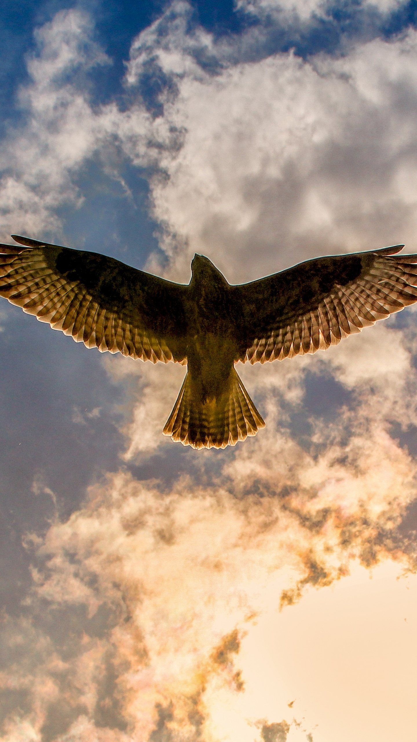 Обои обыкновенный канюк, Зимняк, канюк, хищная птица, птица в разрешении 1440x2560