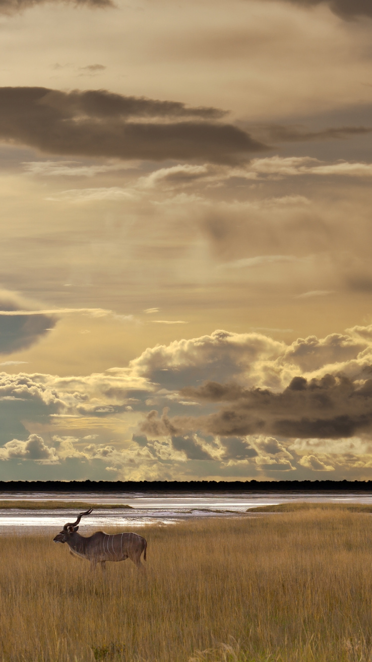 Обои облако, равнина, горизонт, экорегион, национальный парк панна в разрешении 750x1334