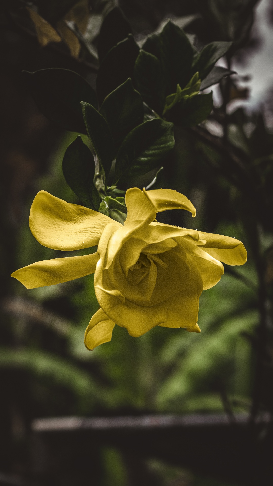 Обои цветок, цветковое растение, желтый, лепесток, растение в разрешении 1080x1920