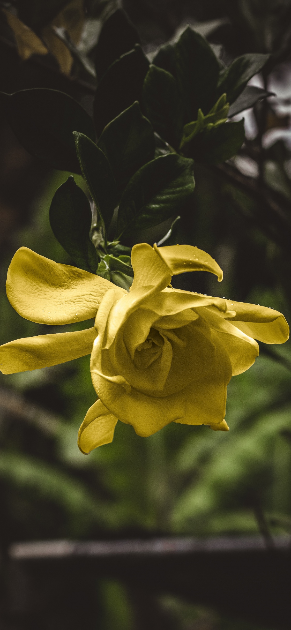 Обои цветок, цветковое растение, желтый, лепесток, растение в разрешении 1125x2436