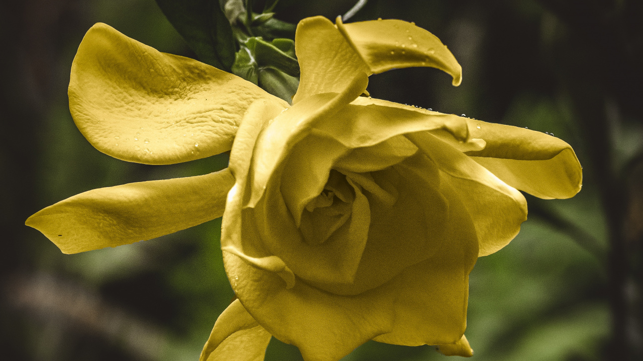 Обои цветок, цветковое растение, желтый, лепесток, растение в разрешении 1280x720