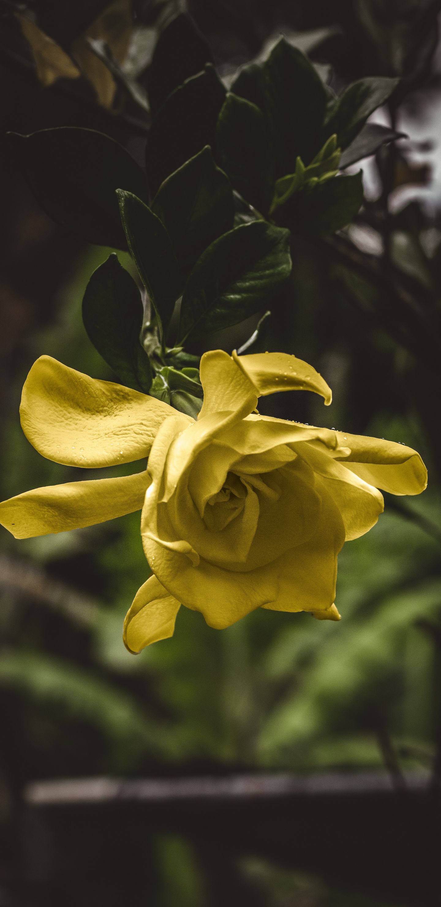 Обои цветок, цветковое растение, желтый, лепесток, растение в разрешении 1440x2960