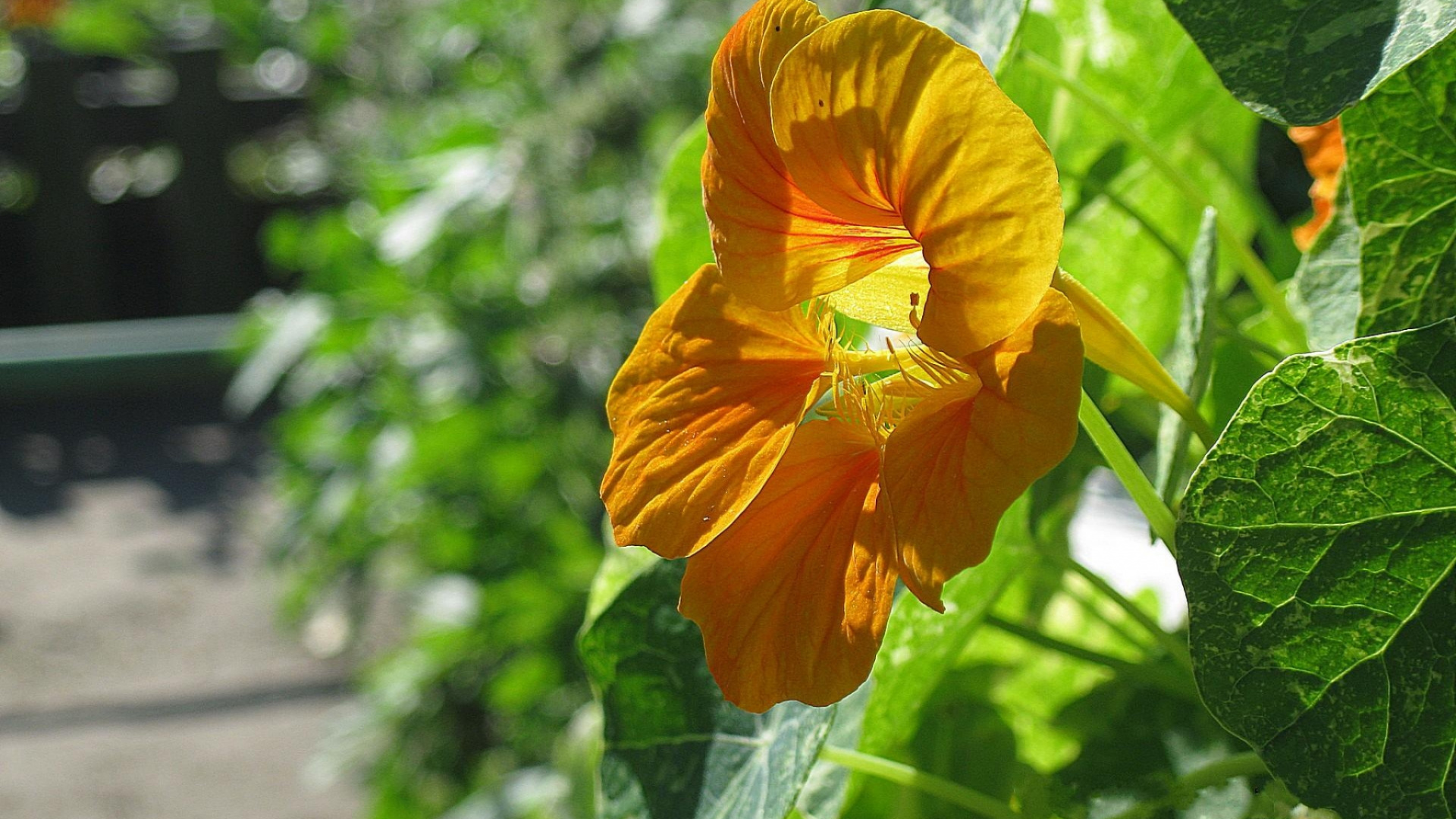 Обои весна, цветник, полевой цветок, растение, однолетнее растение в разрешении 1920x1080