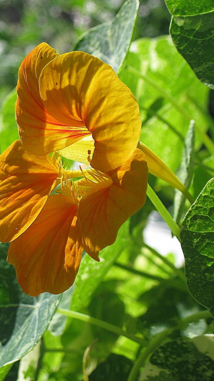 Обои весна, цветник, полевой цветок, растение, однолетнее растение в разрешении 750x1334