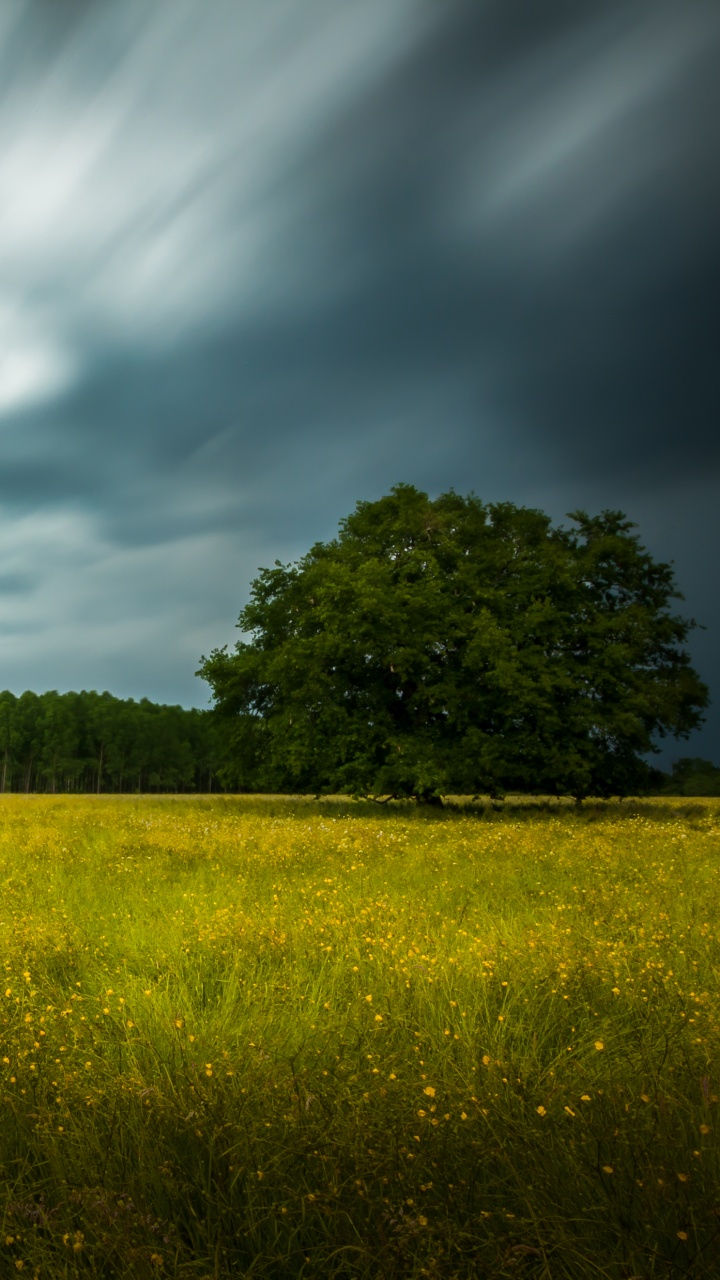 Обои облако, зеленый, природный ландшафт, природа, поле в разрешении 720x1280