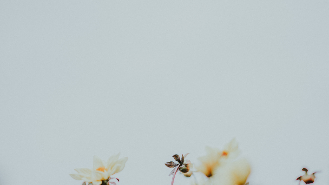 Обои полевой цветок, ботаники, цветок, белые, растение в разрешении 1366x768