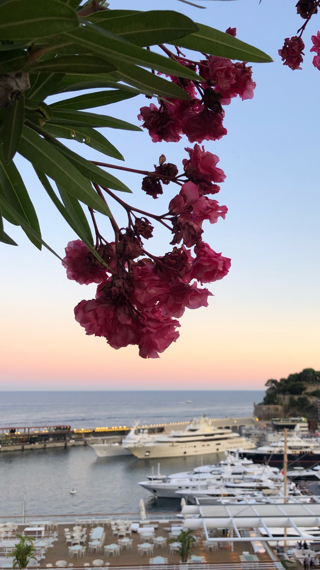 Обои лист, вода, биология, лепесток, судно в разрешении 1080x1920