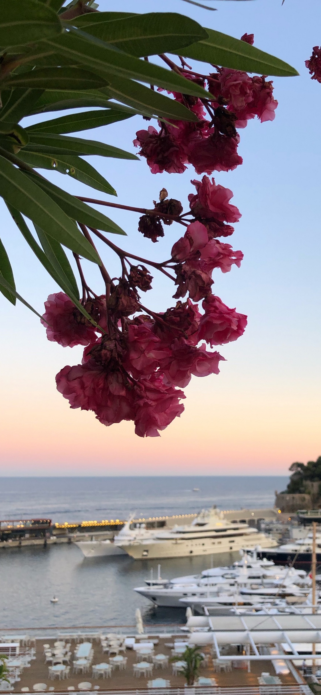 Обои лист, вода, биология, лепесток, судно в разрешении 1125x2436