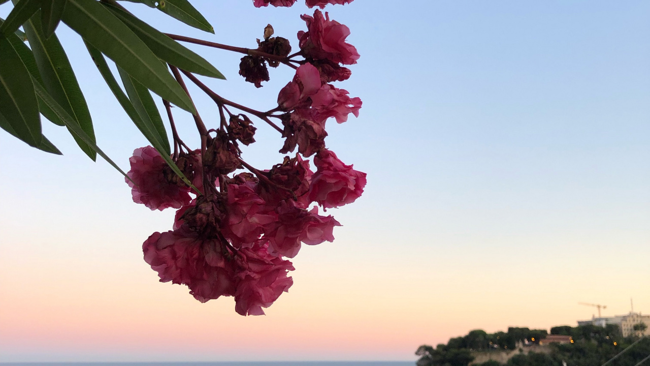 Обои лист, вода, биология, лепесток, судно в разрешении 1280x720