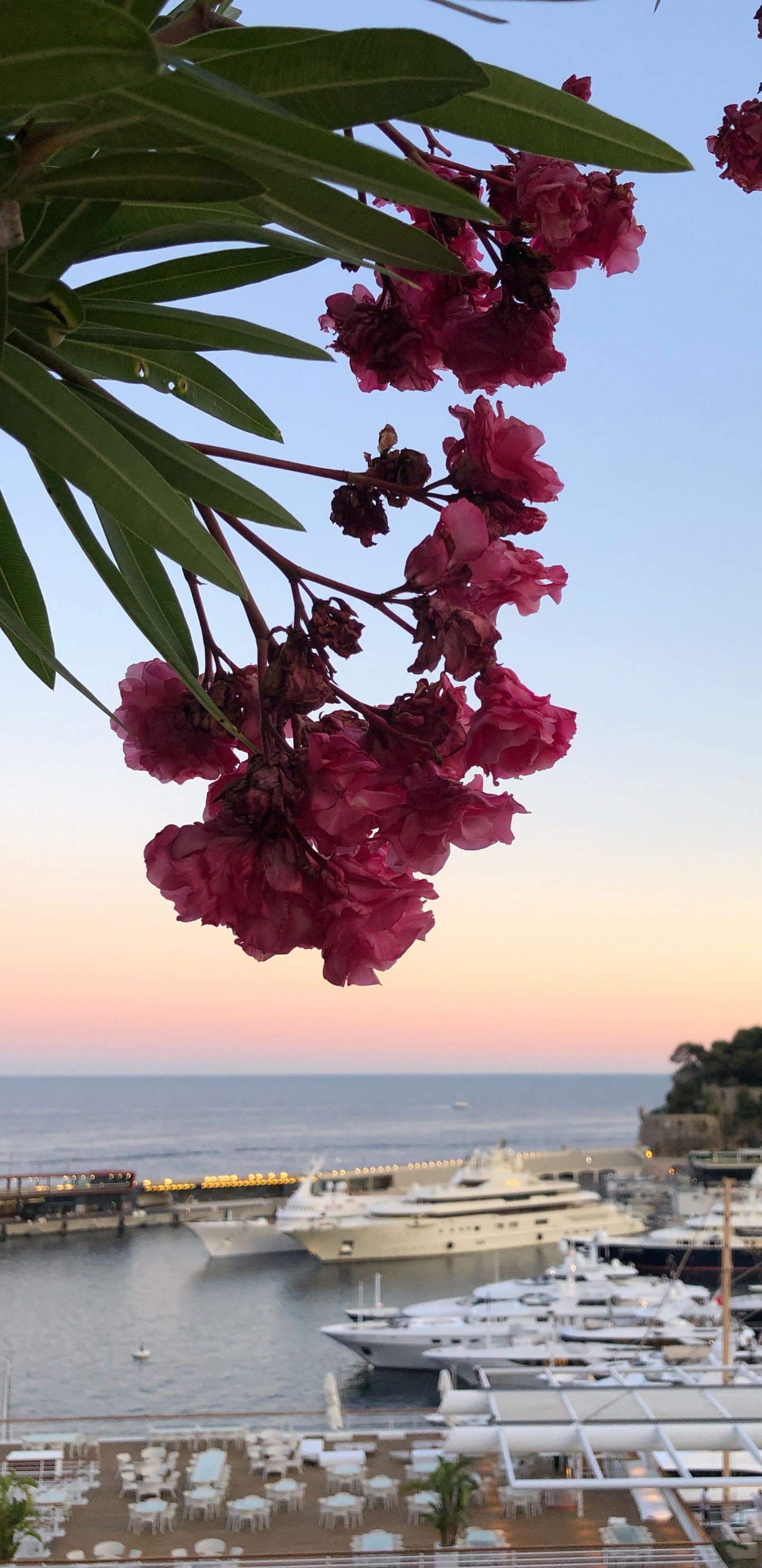 Обои лист, вода, биология, лепесток, судно в разрешении 1440x2960