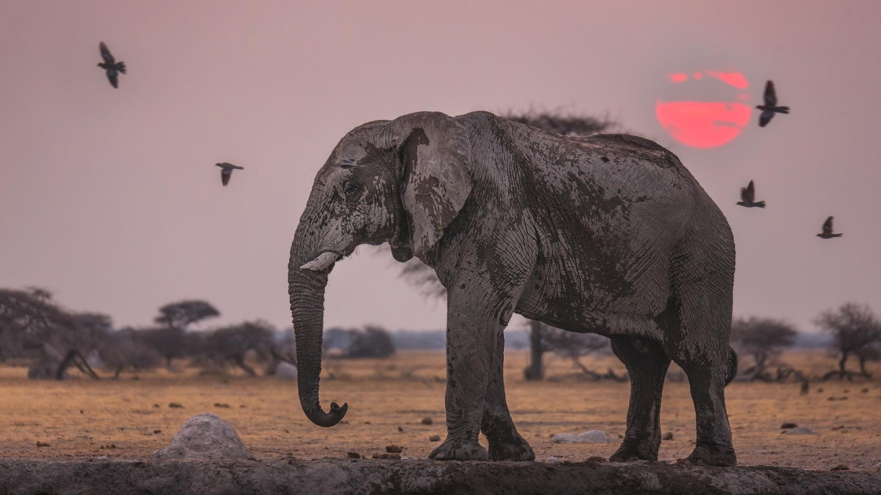 Обои Слон, индийский слон, слоны и мамонты, наземные животные, живая природа в разрешении 1280x720