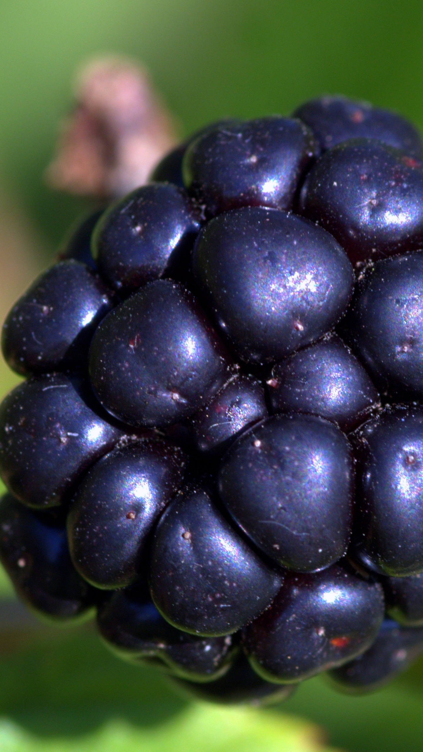 Обои ягоды, фрукты, растение, продукция, продукты в разрешении 1440x2560