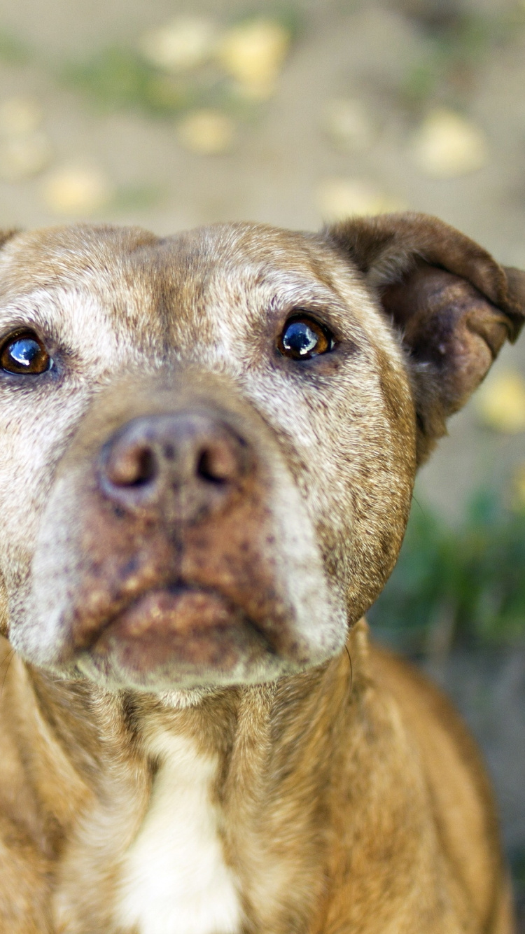 Обои американский питбультерьер, щенок, питбуль, собака породы, морда в разрешении 750x1334