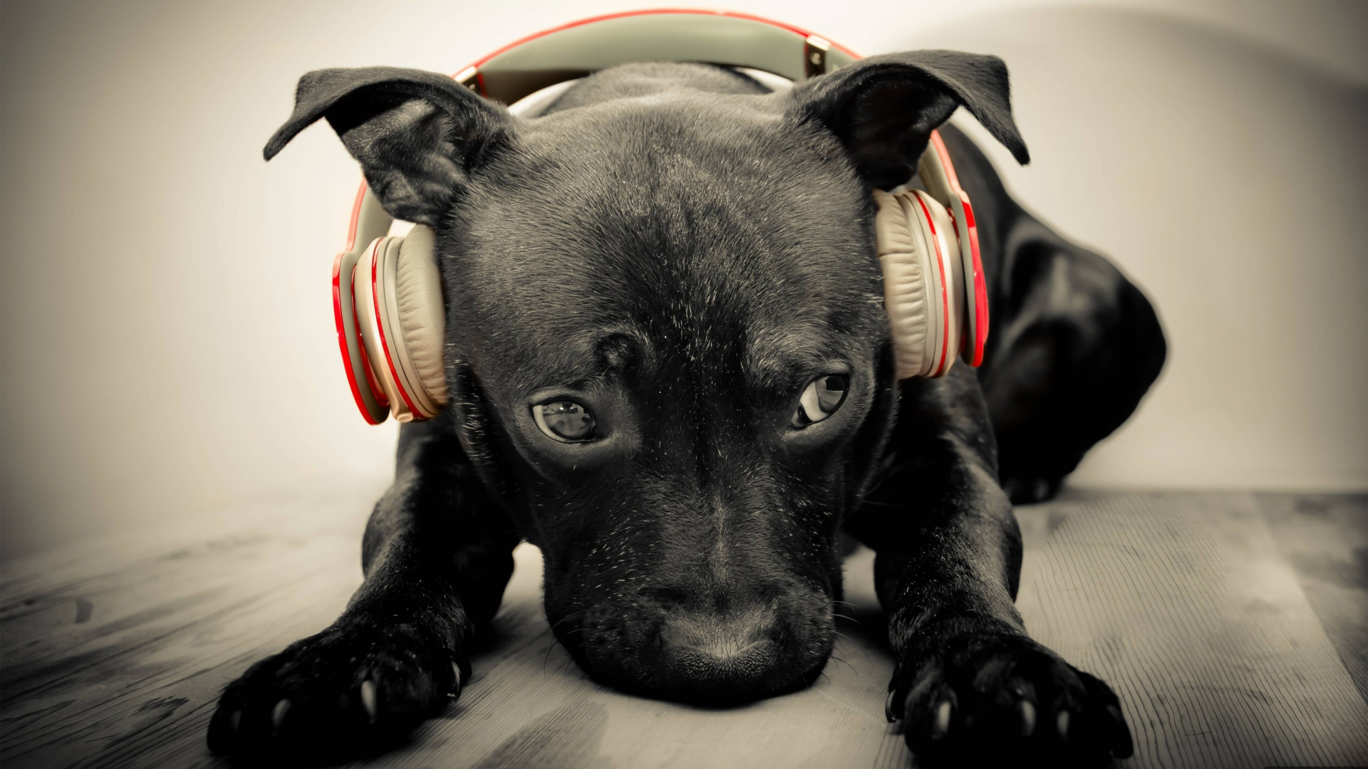 Обои лабрадор, щенок, собака породы, пес, морда в разрешении 1920x1080