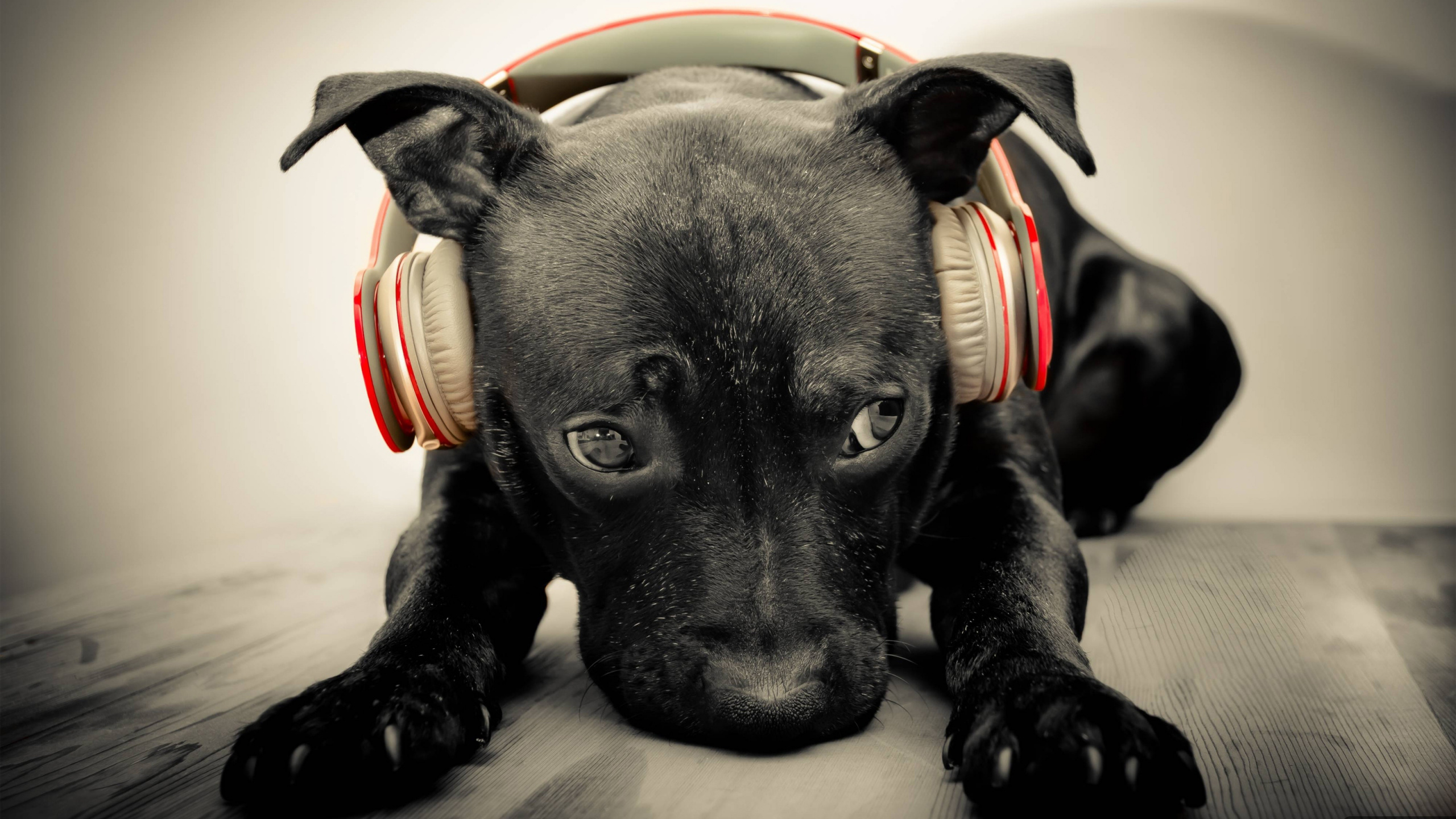 Обои лабрадор, щенок, собака породы, пес, морда в разрешении 2560x1440