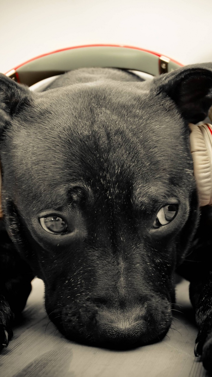 Обои лабрадор, щенок, собака породы, пес, морда в разрешении 720x1280