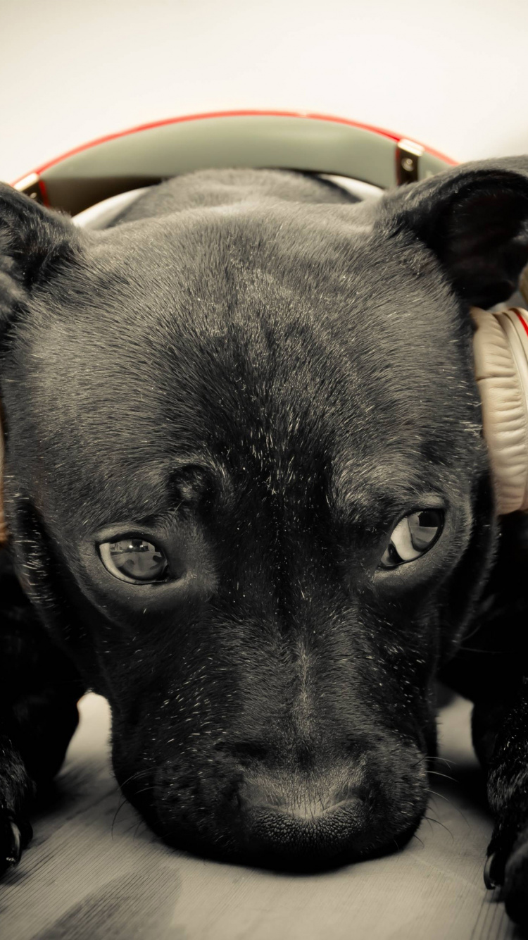 Обои лабрадор, щенок, собака породы, пес, морда в разрешении 750x1334