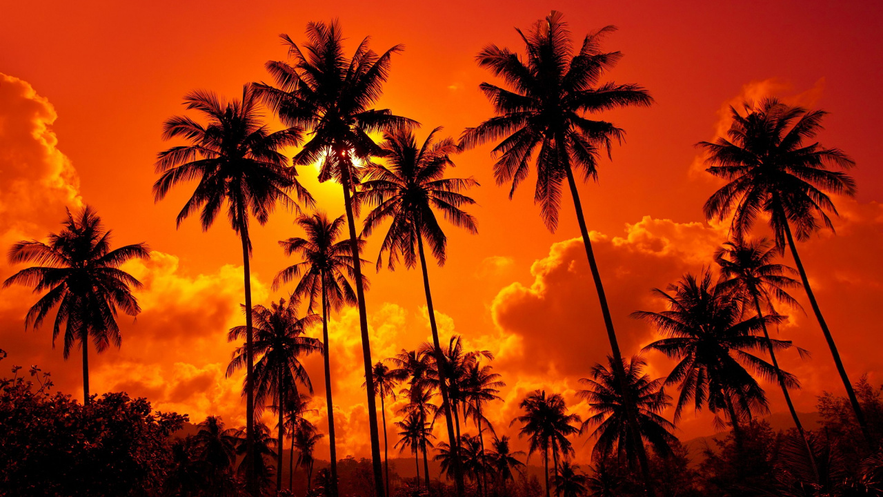 Обои закат, дерево, Пальма, послесвечение, Пальмоцветные в разрешении 1280x720