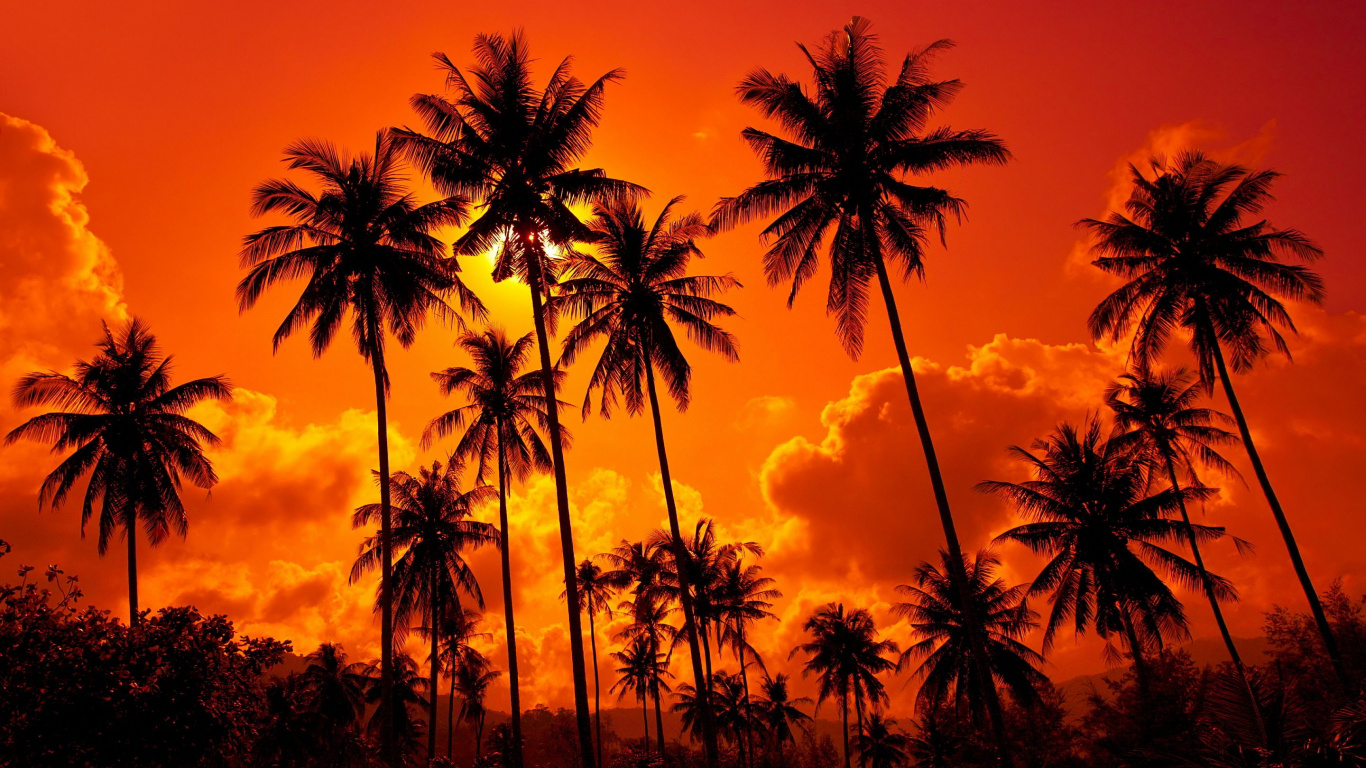 Обои закат, дерево, Пальма, послесвечение, Пальмоцветные в разрешении 1366x768
