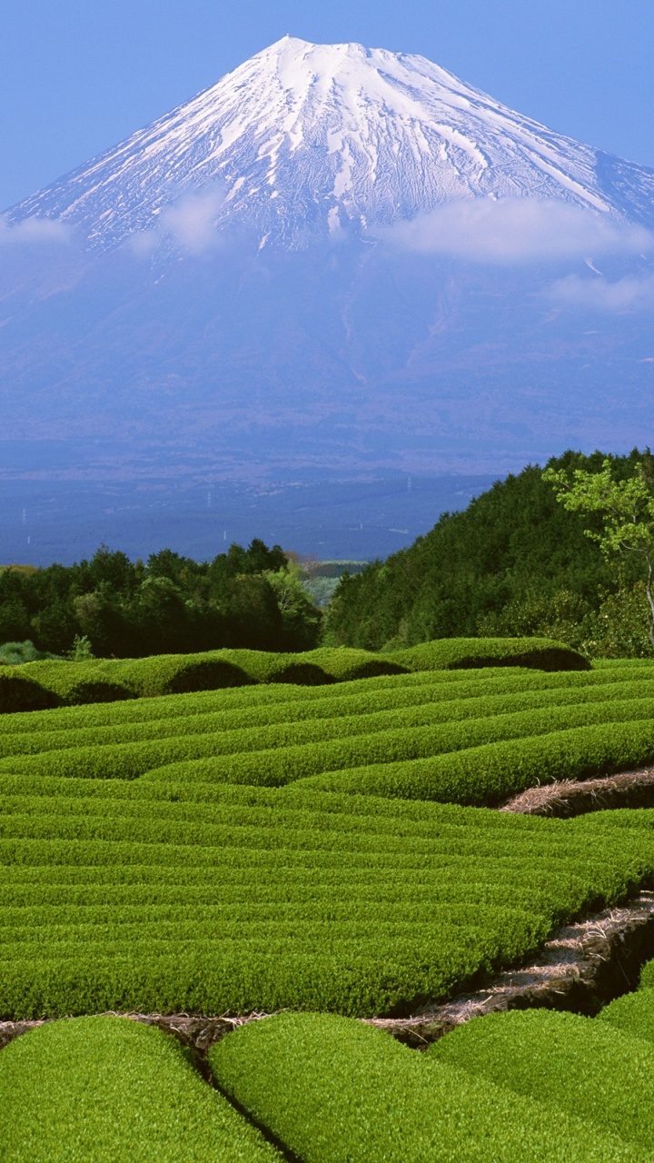 Обои гора Фудзи, гора, пейзажи гор, нагорье, плантация в разрешении 720x1280