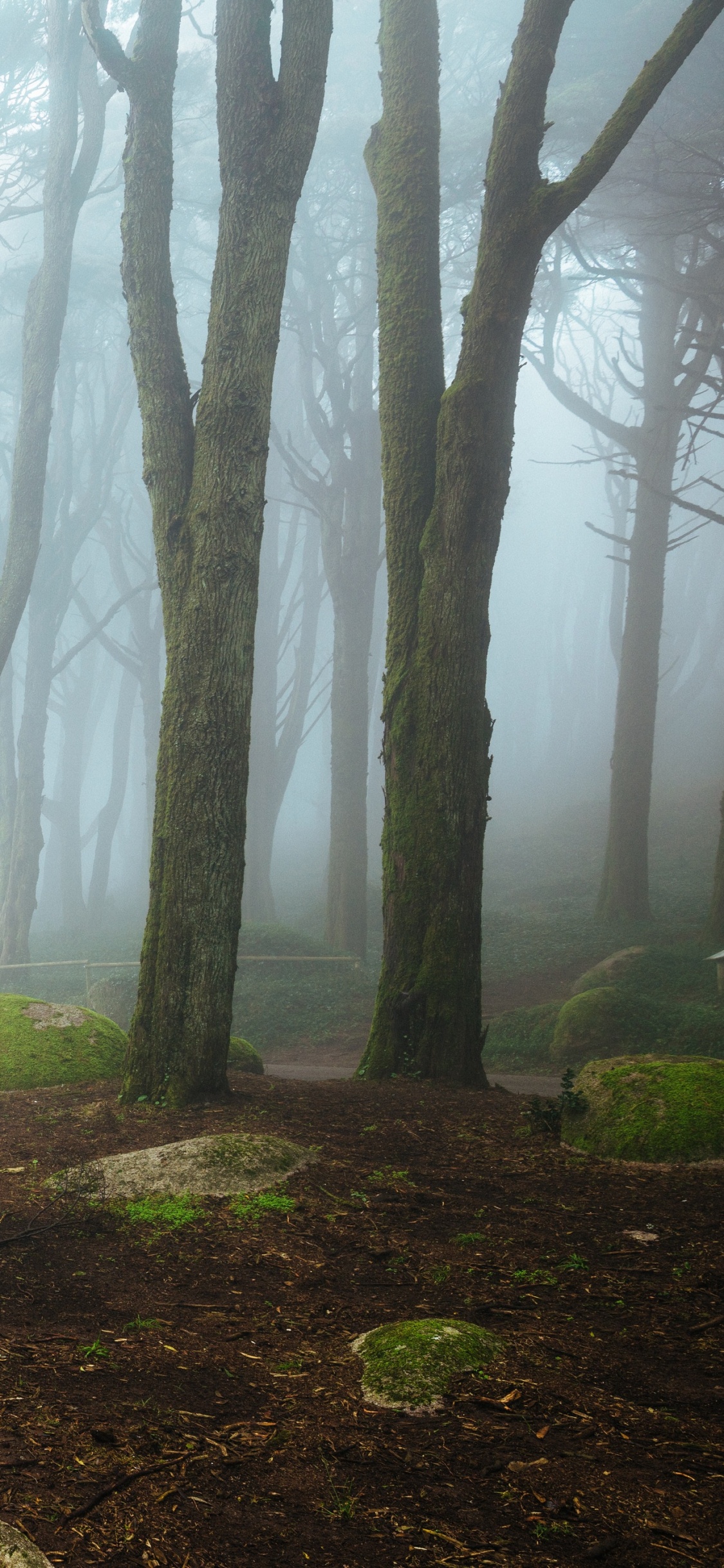 Обои природный заповедник, дымка, растительность, лес, экосистема в разрешении 1125x2436