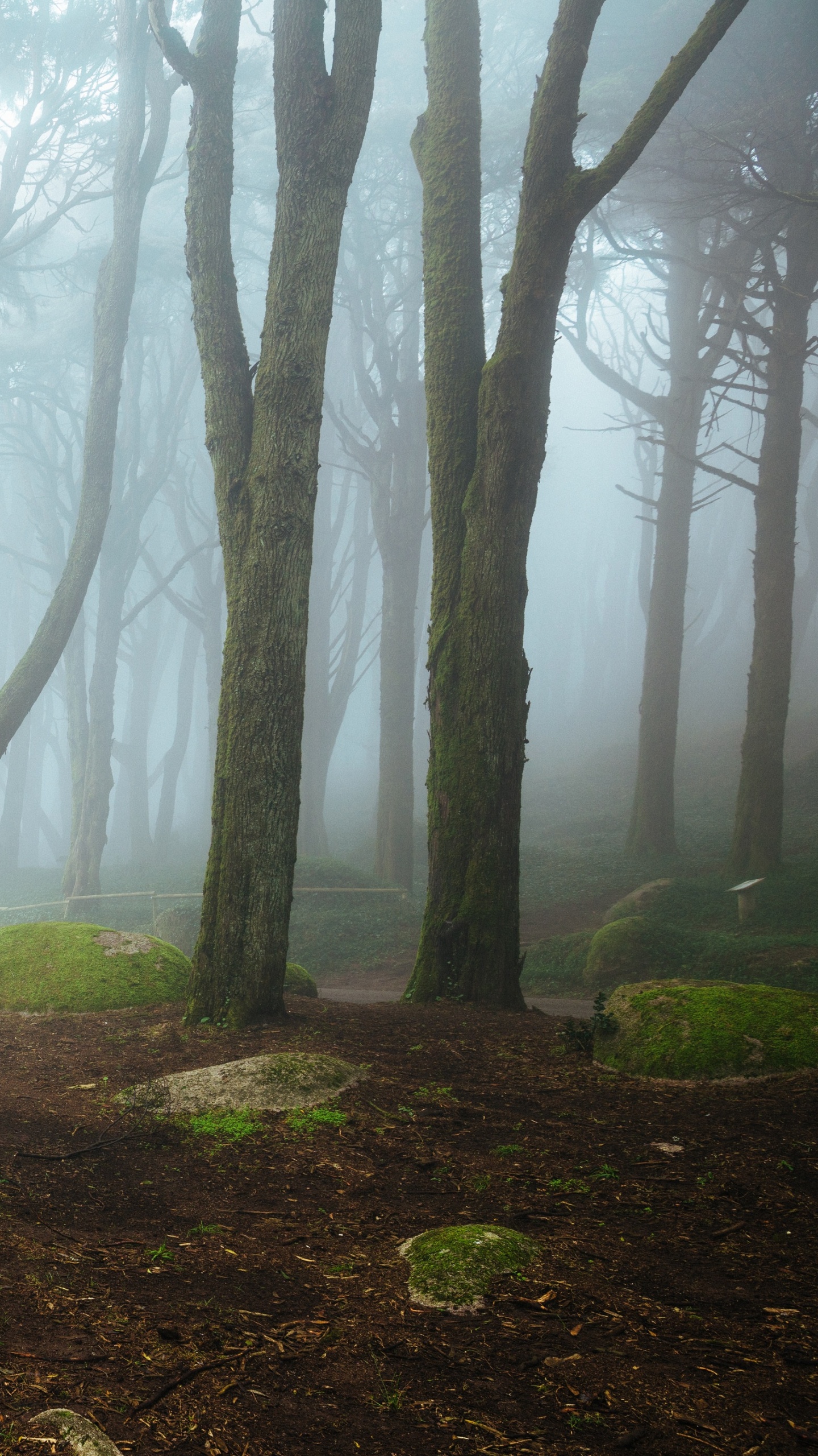 Обои природный заповедник, дымка, растительность, лес, экосистема в разрешении 1440x2560